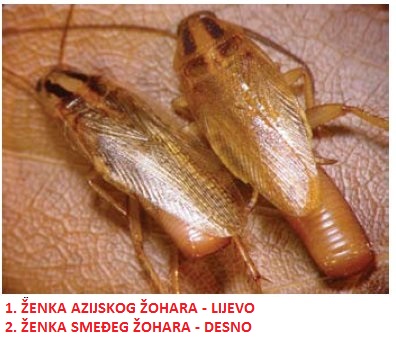 Azijski zohar usporedba s smedjim zoharom zenke
