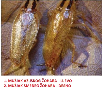 Azijski zohar usporedba s smedjim zoharom