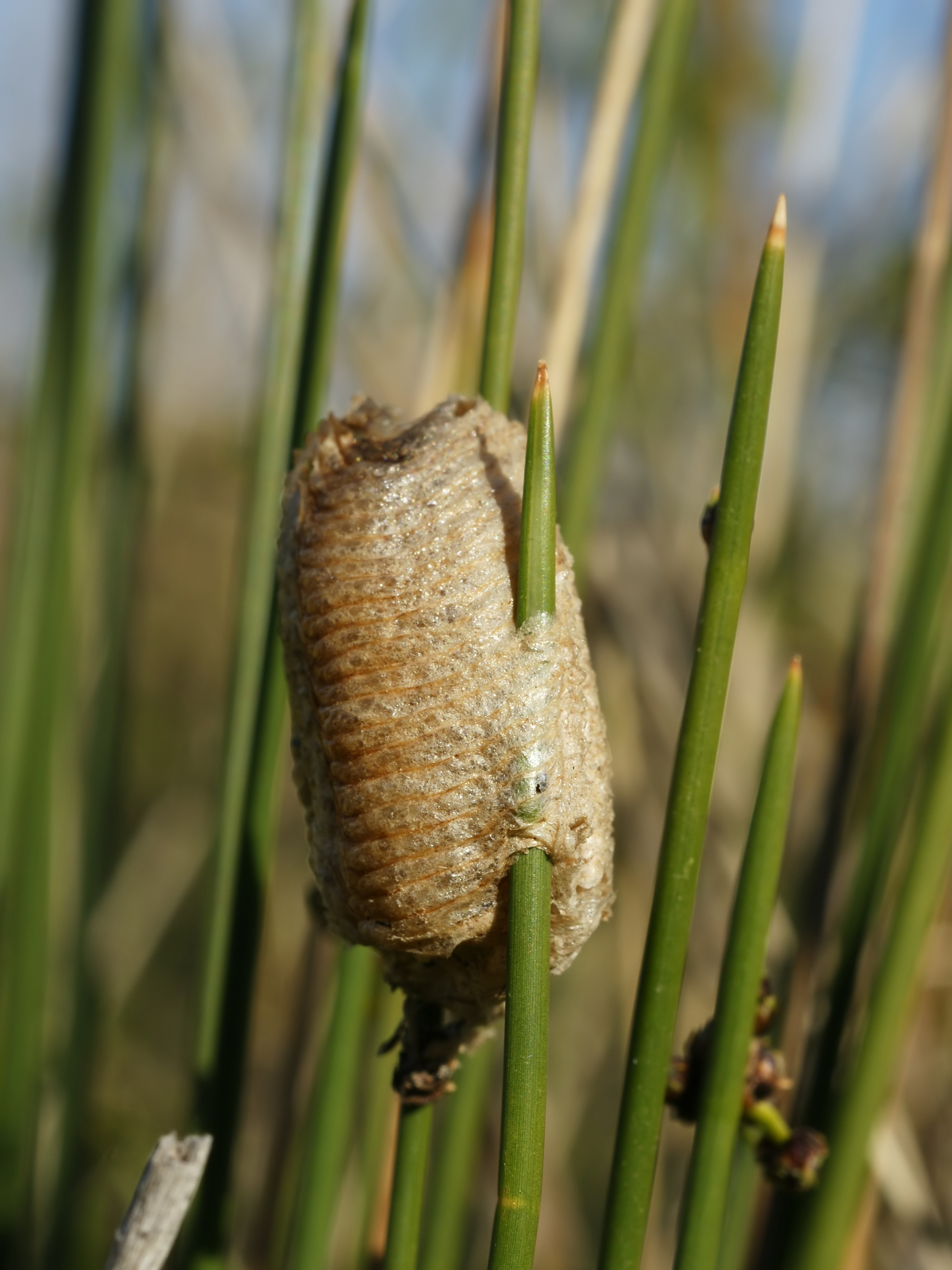 Mantis religiosa (egg case)