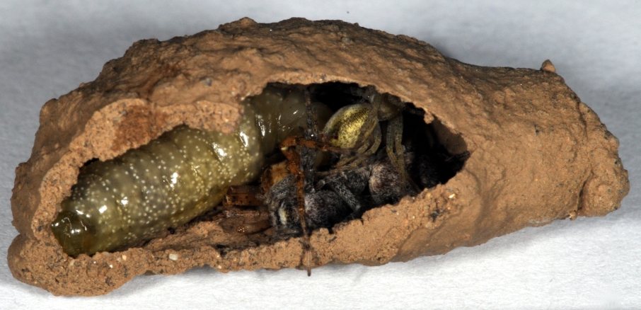 Gnijezdo Sceliphron curvatum