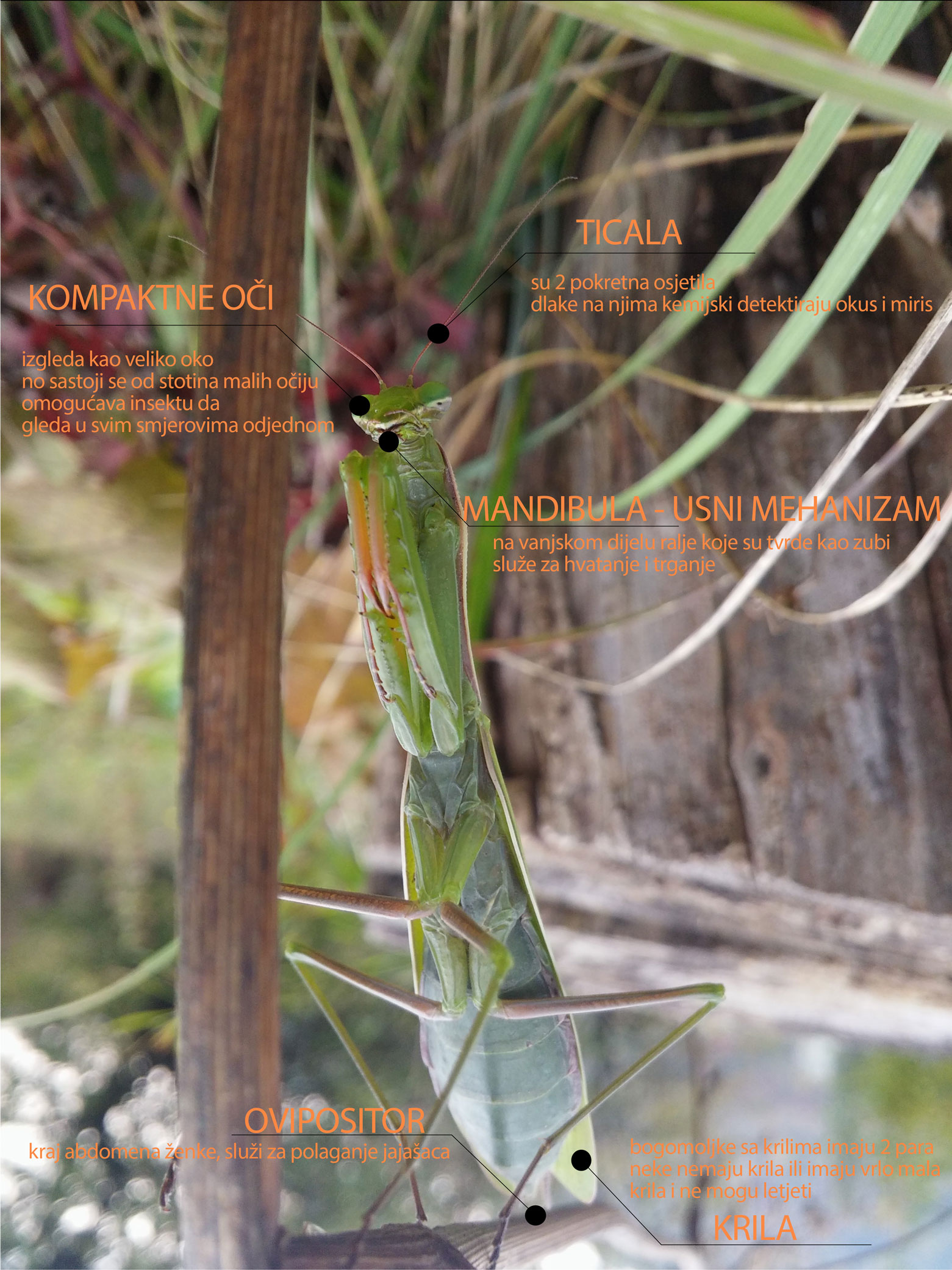 Mantis info