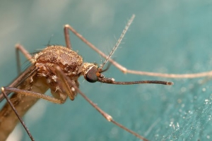 Anopheles maculipennis