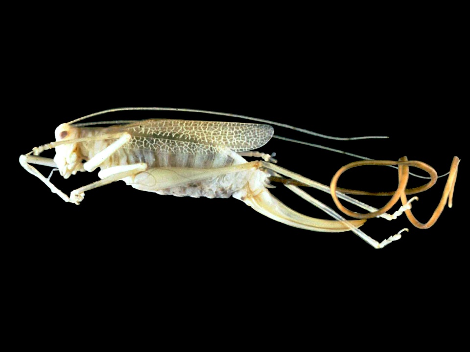 Spinochordodes tellinii