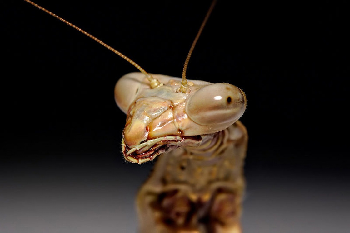 Bogomoljka lat. Mantis Religiosa